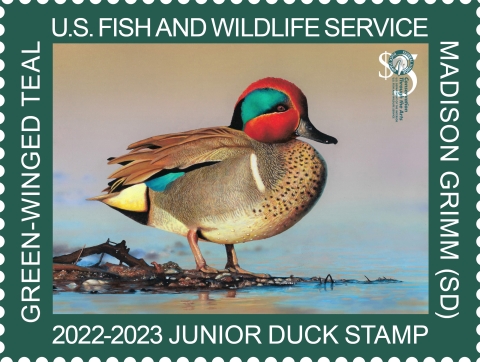 Washington Junior Duck Stamp Entries are Due U.S. Fish